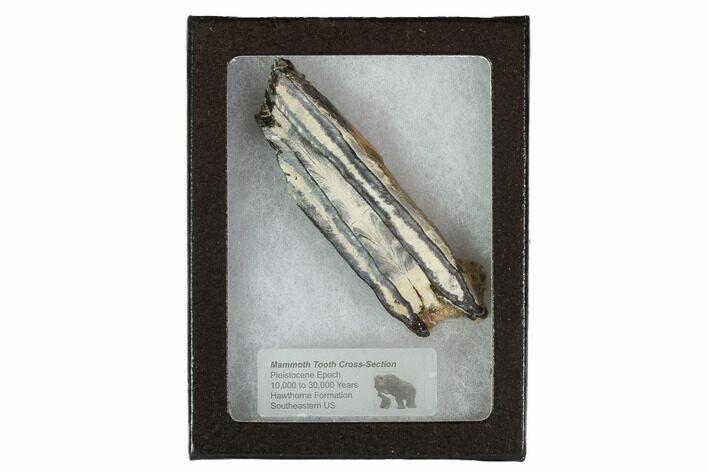 Mammoth Molar Slice With Case - South Carolina #95266